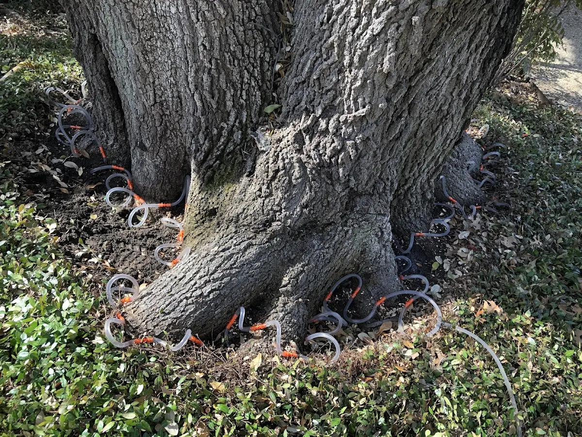 Detailed Tree Cabling and Bracing job site in Ansted