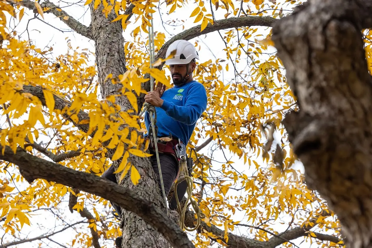 Skilled Tree Planing crew working in Ansted