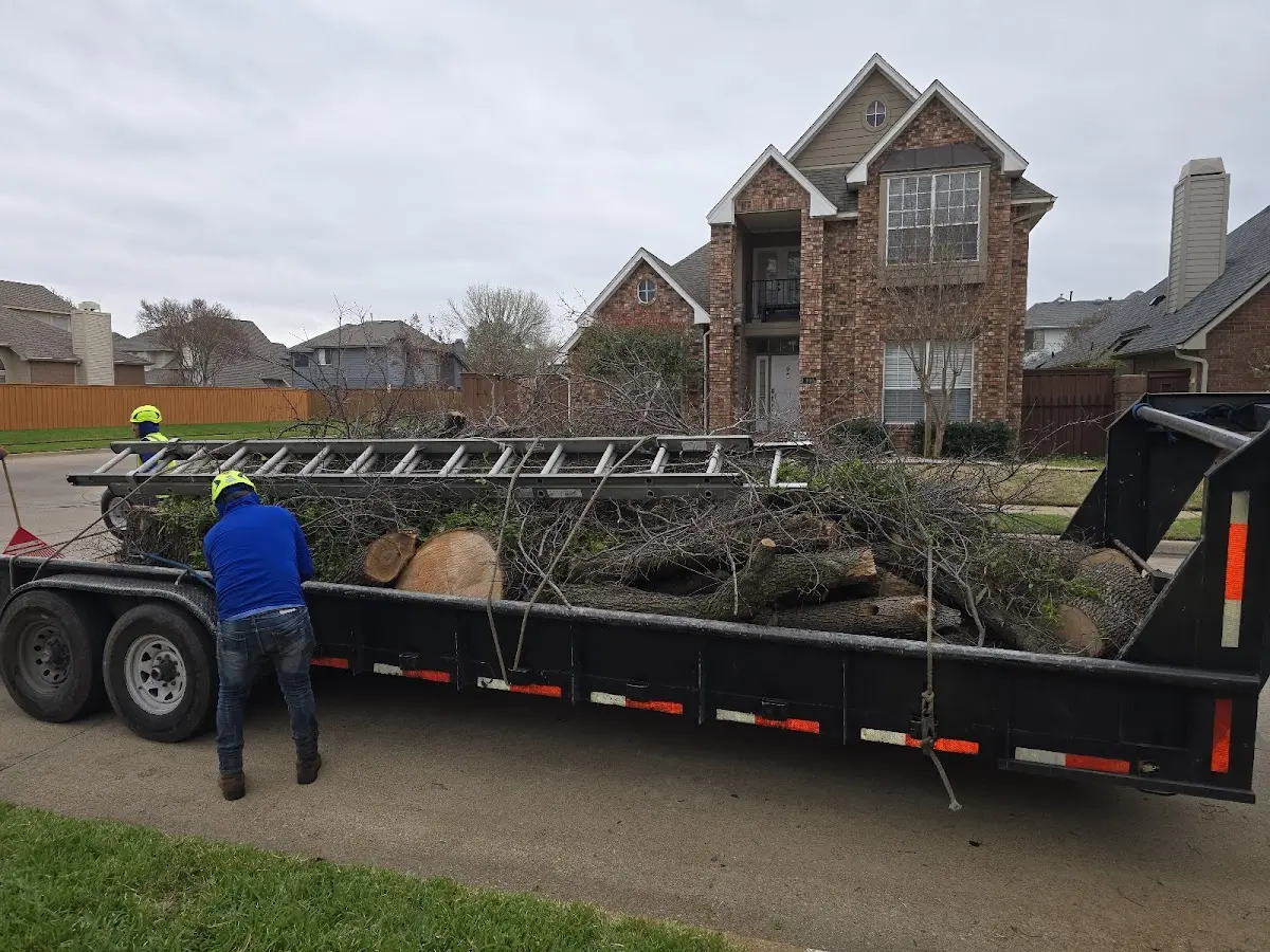 Expert Tree Removal with proper safety equipment in Ansted